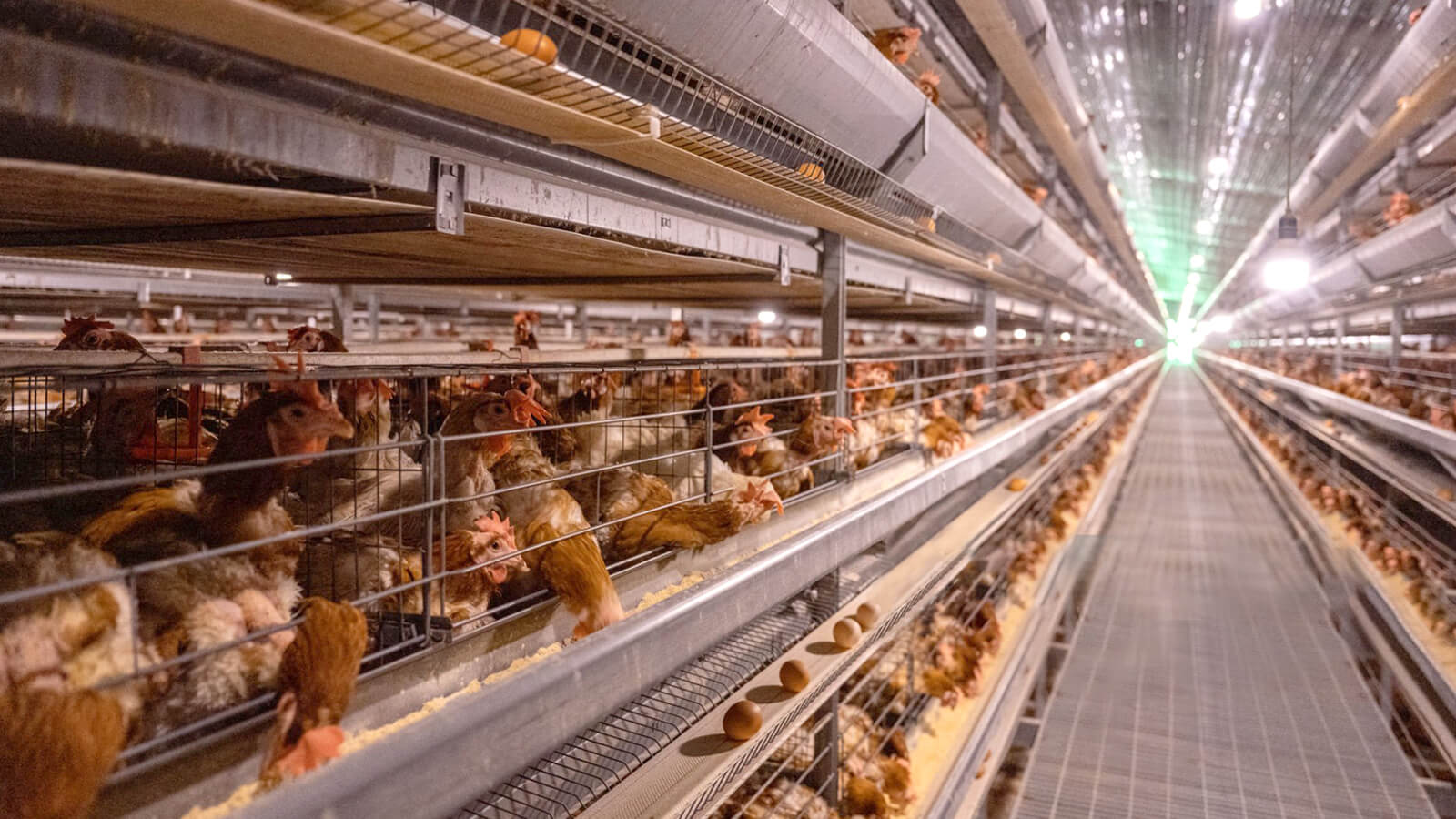 Automated egg collection line, Ashanti Region, Ghana