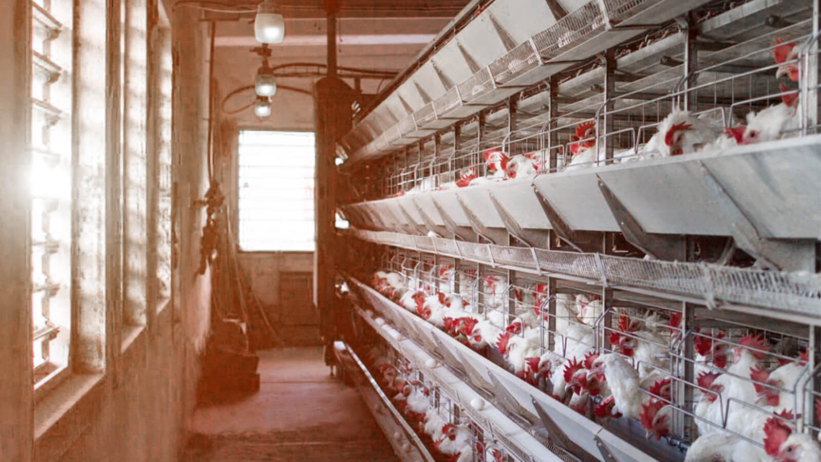 10,000 bird layer farm near Kampala, Uganda